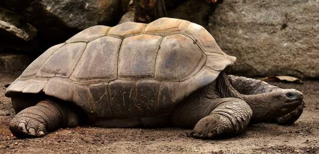 Ученые обнаружили новый вид черепах на одном из Галапагосских островов