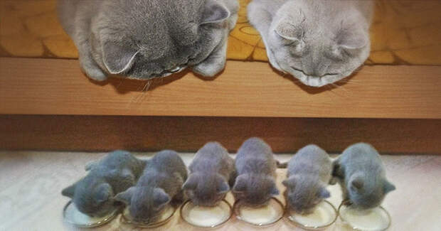 11 кошек и их очаровательные мини-копии котенок, кошка