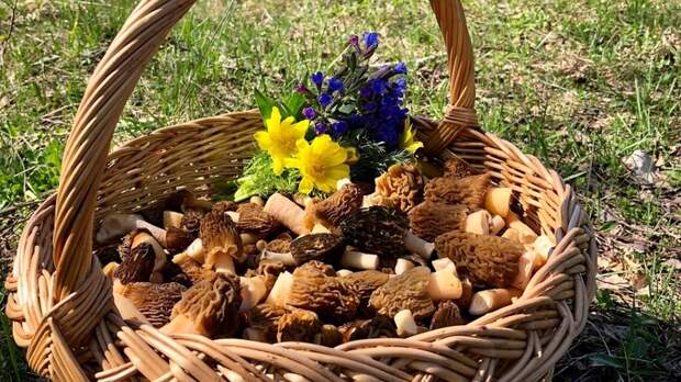 Алтайские грибники ведрами собирают сморчки. Фото