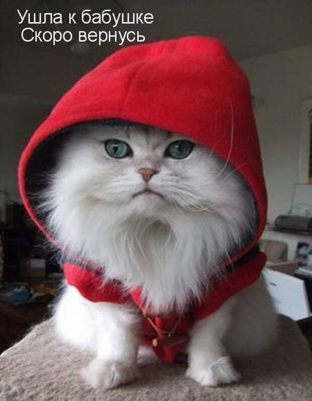 Мохнатые шутки Мохнатые шутки животные, коты, прикол, юмор