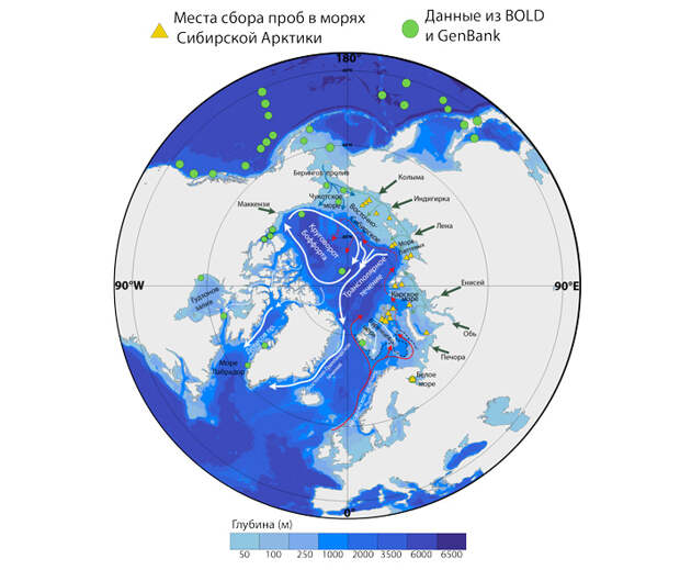 Места сбора Limacina helicina и основные течения в Арктике