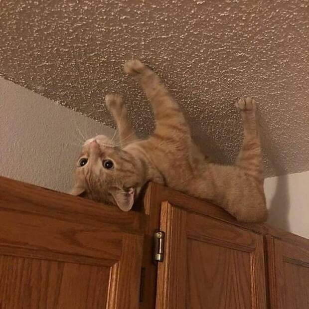 8 забавных фото котов, которые уютно лежат в очень странных местах