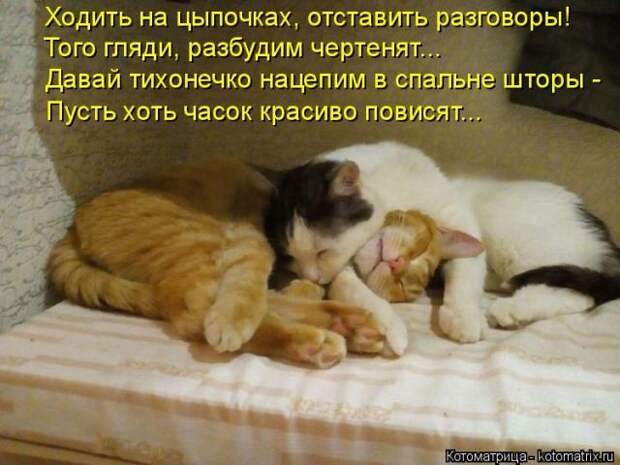 Лучшие котоматрицы недели (50 фото)