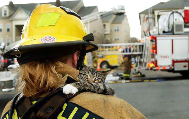 5. Кот забирается на плечо к спасшему его пожарному животные, пожарные, пожары