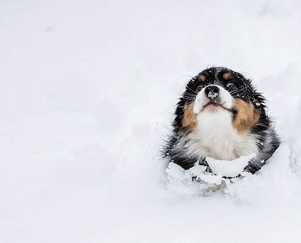 животные впервые в жизни видят снег (15)