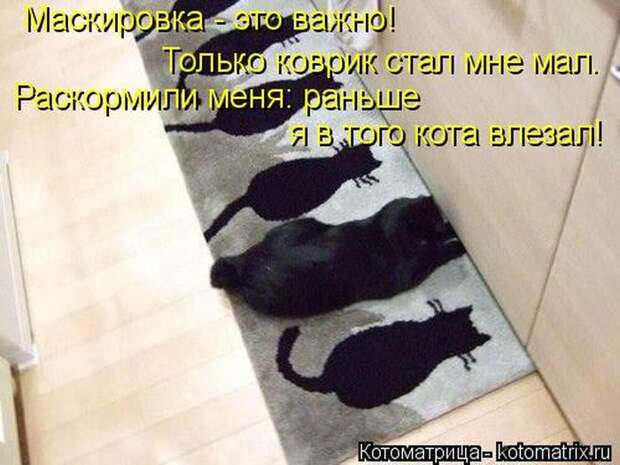 Лучшие котоматрицы недели