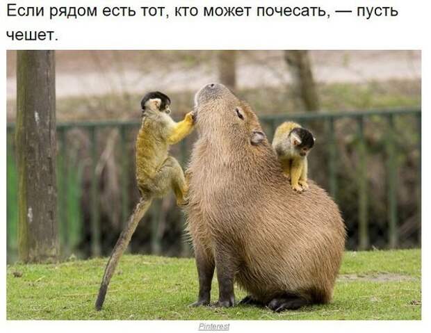 Подборка прикольных фото Подборка прикольных фото прикол, фото, юмор