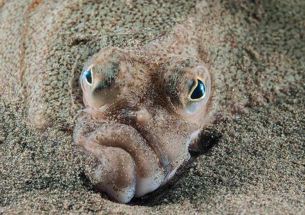 Блог - Главные победители Wildlife Photographer of the Year Главные победители Wildlife Photographer of the Year