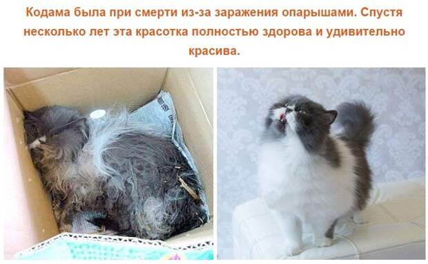Спасенные кошки, которых подобрали и полюбили. Фото до и после. Спасенные кошки, которых подобрали и полюбили. Фото до и после.