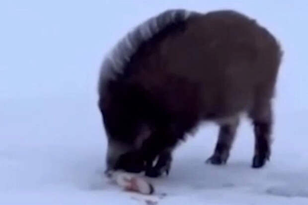 SHOT: в Казахстане шустрый кабан похитил улов у рыбаков и попал на видео