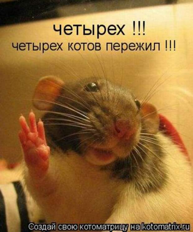 Главная котоматрица свежак