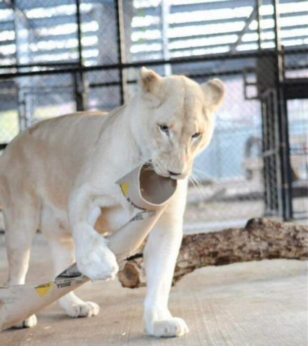 Любовь — лучшее лекарство! (7 фото)