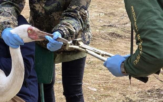 В Окском заповеднике стерхам Киенгу и Буру укоротили клювы