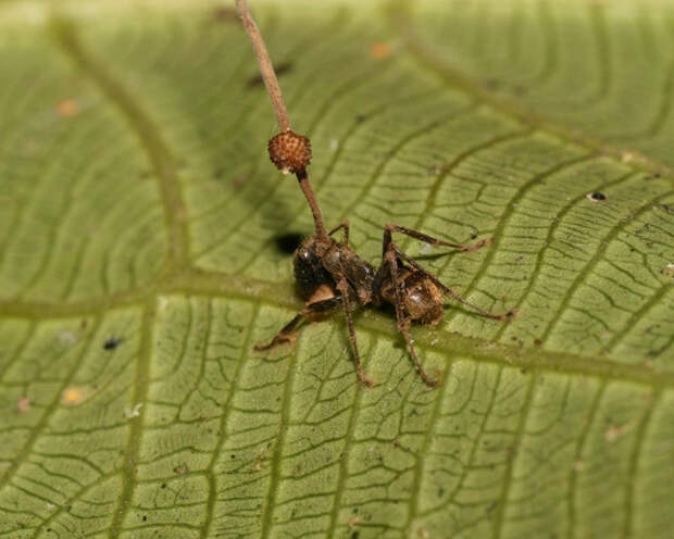 Как муравьи сражаются с грибком-паразитом занимательные факты, интересные факты, факты