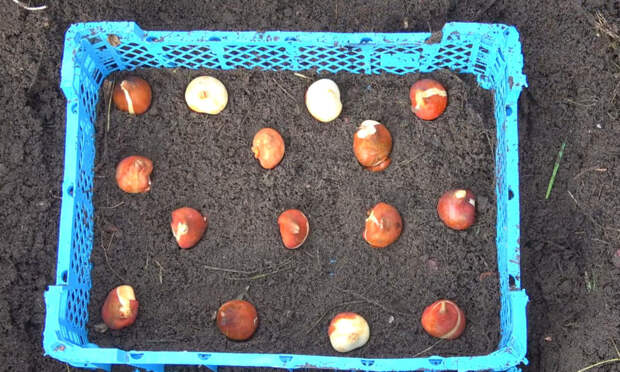 Простой способ посадки тюльпанов и других луковичных в пластмассовые ящики