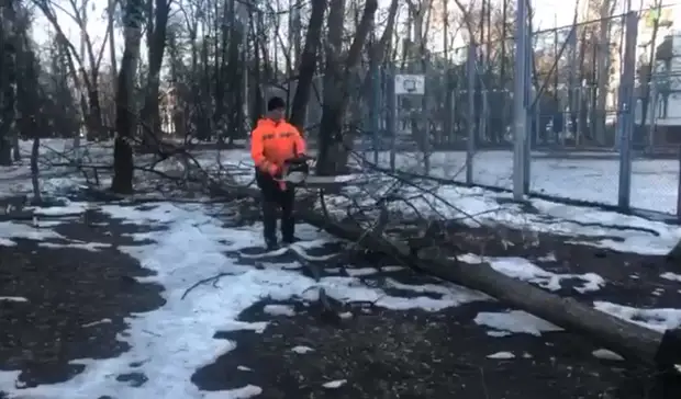 В Москве сильный ветер повалил 35 деревьев и повредил машины