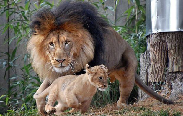 Лев не рассчитал силы во время игр с малышом. То, что сделала львица, - просто фантастика!