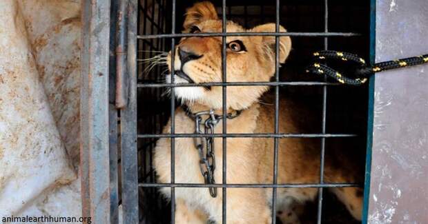 Запретить животных в цирке животные, запретить, цирк