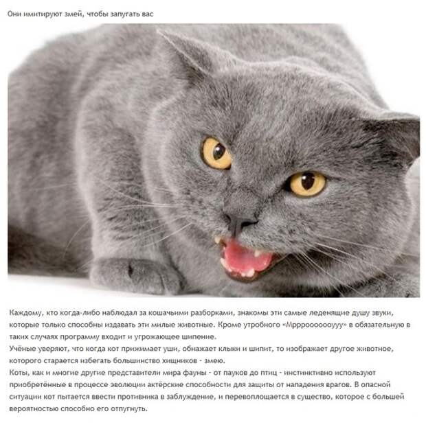 6 милых кошачьих повадок и их неожиданные объяснения