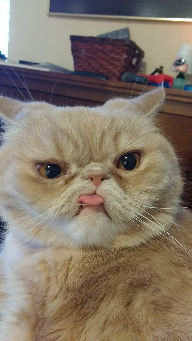 Без кота и жизнь не та