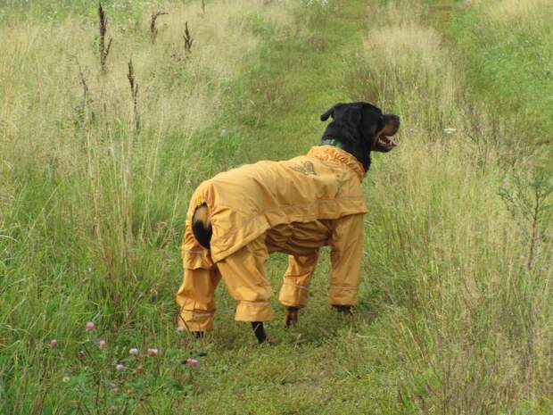 Один из эффективных методов борьбы с паразитами — защитный костюм. Такая одёжка не только помогает отыскать вашего питомца в поле, но и не позволяет заползти клещу на тело — на рукавах такой одёжки специальные манжеты на резинке, крепко облегающие лапку собаки.