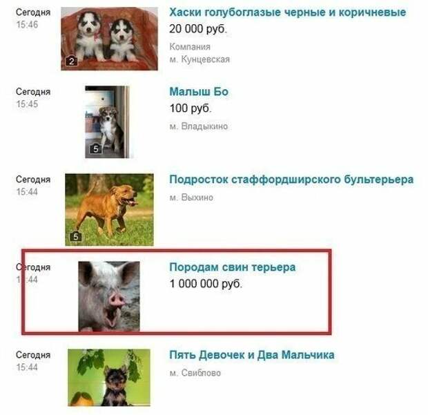 Юмористы и их объявления с Авито Юмористы и их объявления с Авито авито, авто, объявление, покупка, прикол, продажа, шутка, юмор