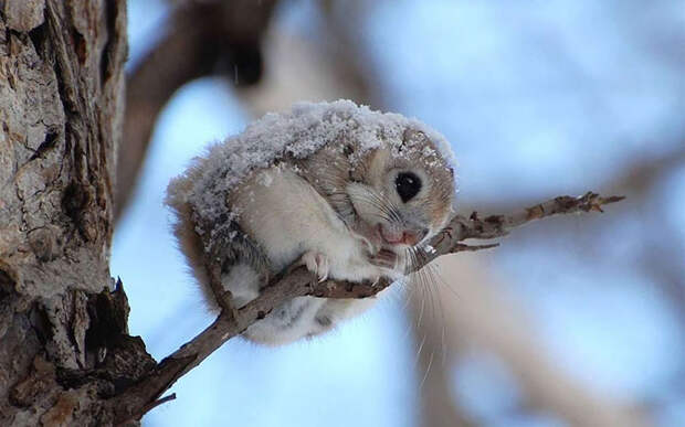 Сибирская белка летяга, кажется, самое симпатичное животное на Земле!