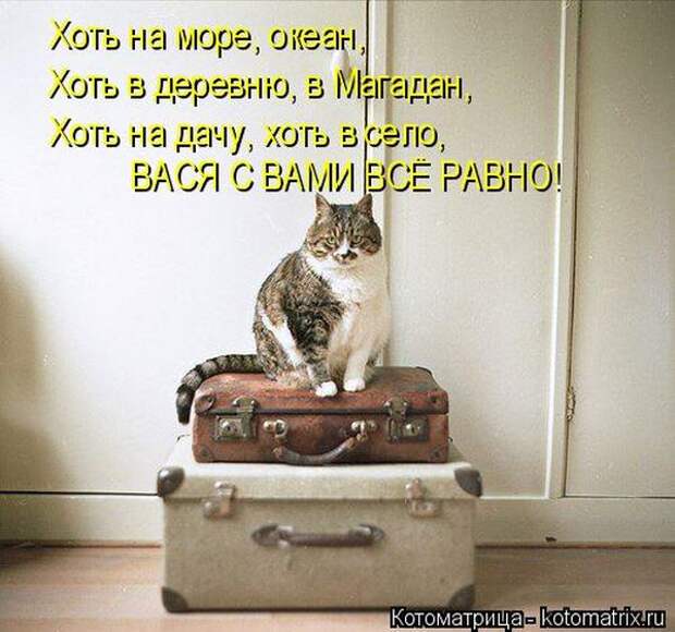 Лучшие котоматрицы недели (50 фото)