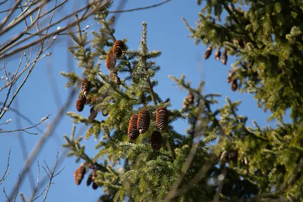 В парке "Патриот – Тула" посадили хвойные породы деревьев и кустарников в рамках акции "Сад памяти"