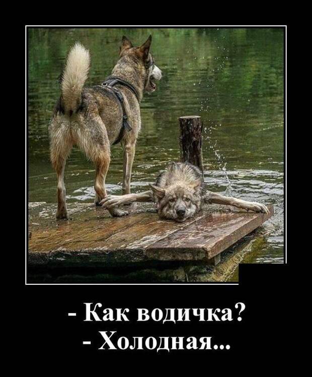 demotivatory-demotivator-smeshnye-demotivatory-demotivator-so-smyslom