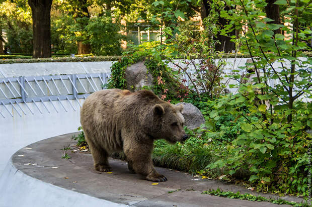 Парк в Берлине и его косолапые жители