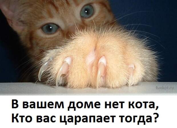 Котяшки? Котейки? Короче про пушистиков...