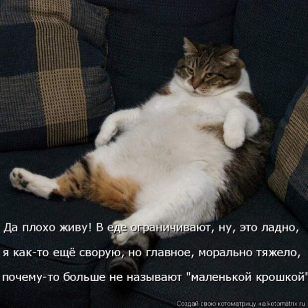 Отличная котоматрица на Бугаге (35 фото)