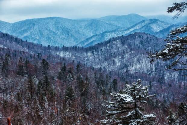 "Наташа, мы в шоке с Валерой": опасный хищник "терроризирует" район Приморья - видео