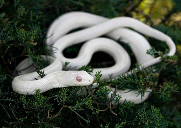 Животные-альбиносы  животные, факты, фото