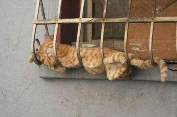 Котэ-приколы