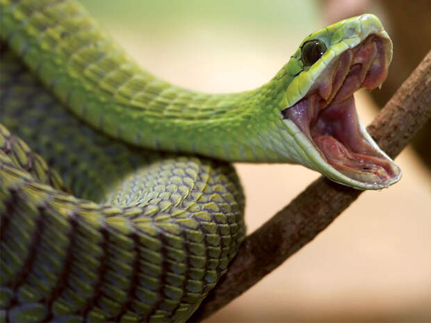 Шокирующие истории о том, как люди погибли от нападения змеи. Часть 1
