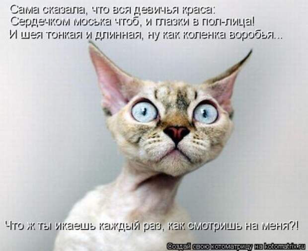 Не только котоматрицы.