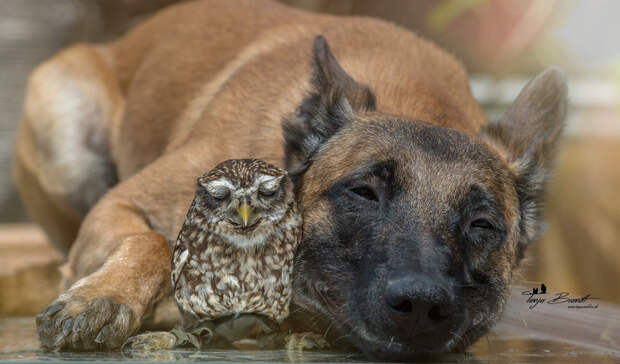 Фотография: Такая милая дружба пса и совушки №9 - BigPicture.ru