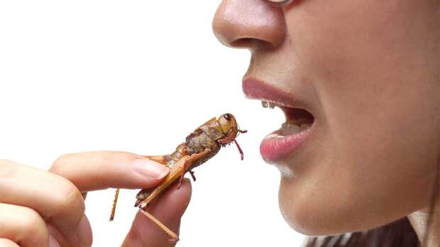 Government Funded Group Explores Using Psychological Propaganda to Make People Eat Bugs - modernity