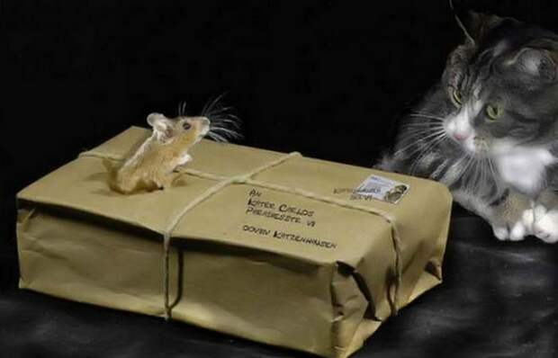 Кошки-мышки на почте.