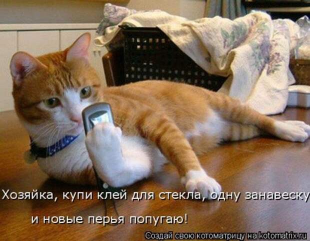 Новая котоматрица, большая коллекция (43 фото)
