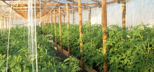 Выращиваем помидоры для здоровья, photobucket.com