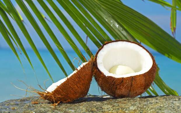 10 удивительных фактов о кокосах coconut07 10 удивительных фактов о кокосах