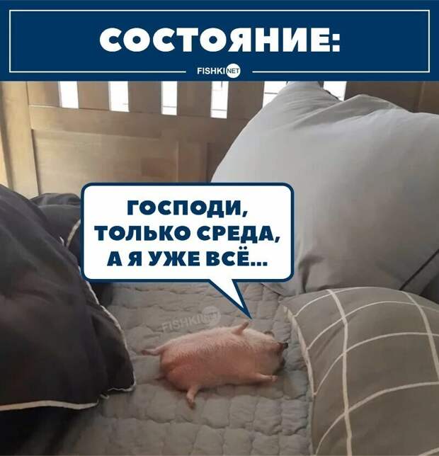 1. И о среде 1. И о среде
