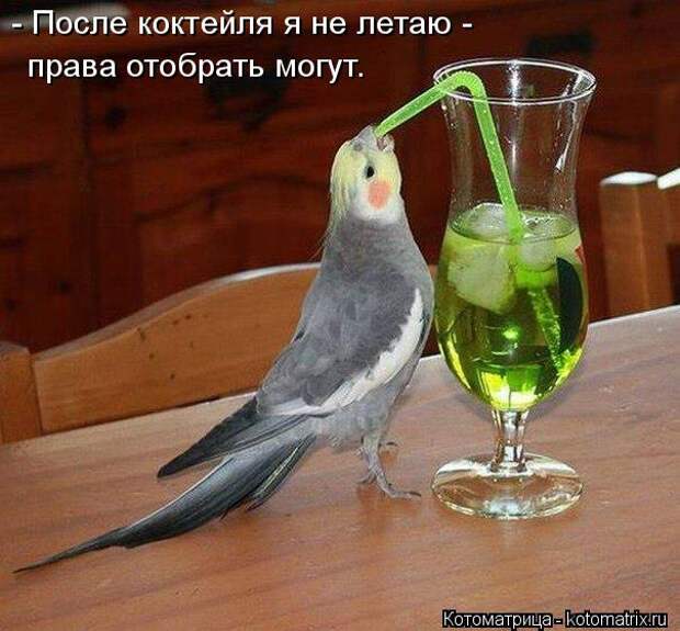 Котоматрица: - После коктейля я не летаю -  права отобрать могут.