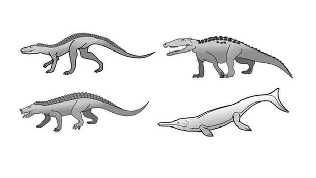 Почему крокодилы так мало изменились со времен динозавров
