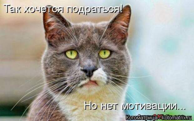 Котоматрицы(картинки с надписями)
