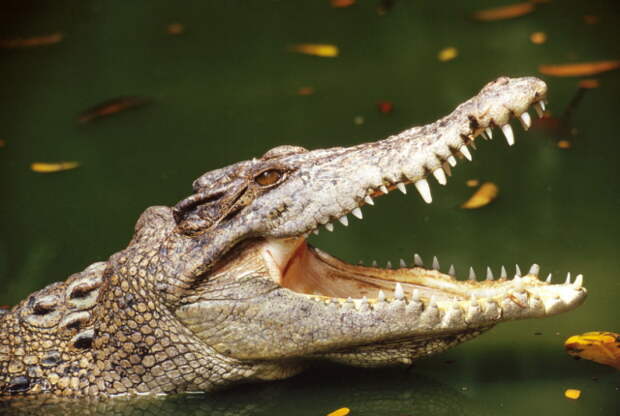 Crocodile2