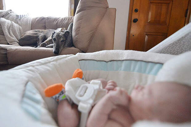 Младенец вернул псу любовь к людям Младенец вернул псу любовь к людям братья меньшие, животные, любовь к людям, собаки